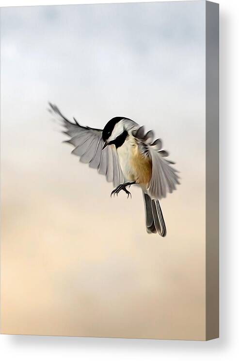 Chickadee Canvas Print featuring the photograph The landing by Bill Wakeley