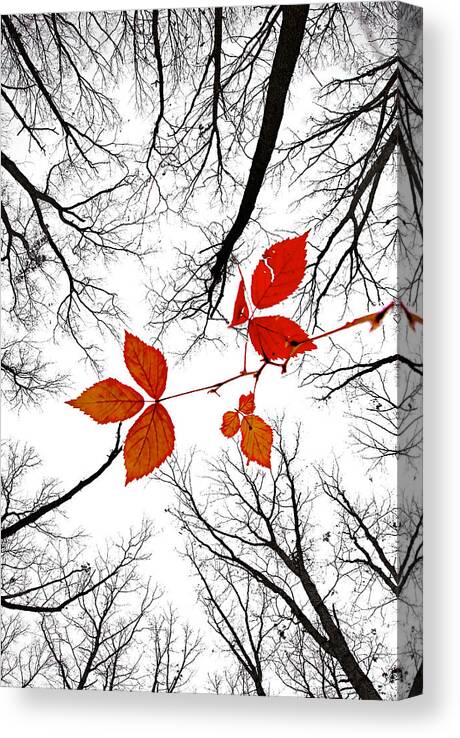 2009 Canvas Print featuring the photograph The last leaves of November by Robert Charity