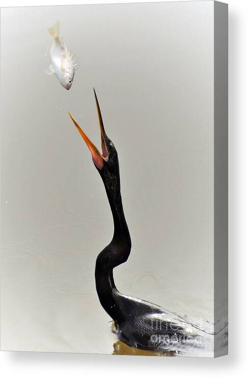 Anhinga Canvas Print featuring the photograph The Master Fisher by Kathy Baccari