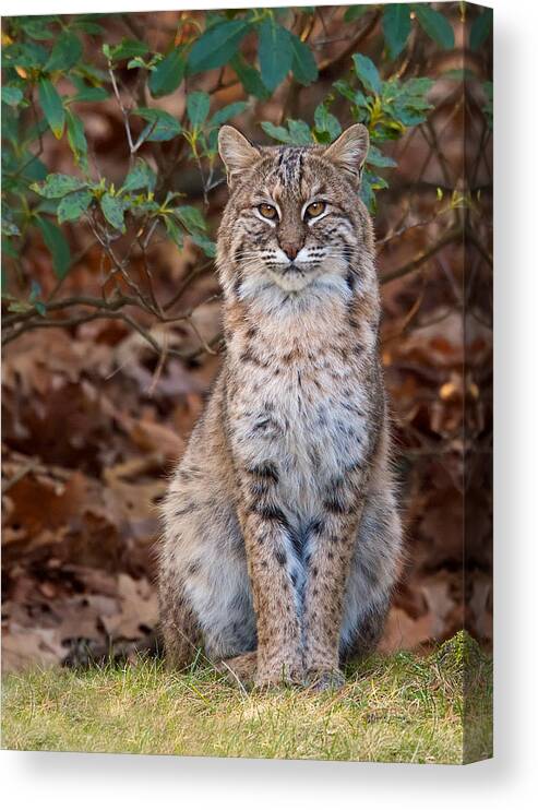 Bobcat Canvas Print featuring the photograph The Pose by Dale J Martin