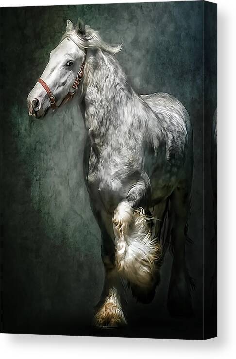 Gypsy Horse Canvas Print featuring the photograph The Silver Gypsy by Brian Tarr