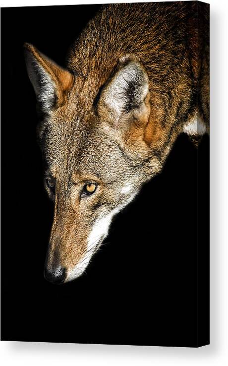 Red Wolf Canvas Print featuring the photograph The Watcher by Ghostwinds Photography