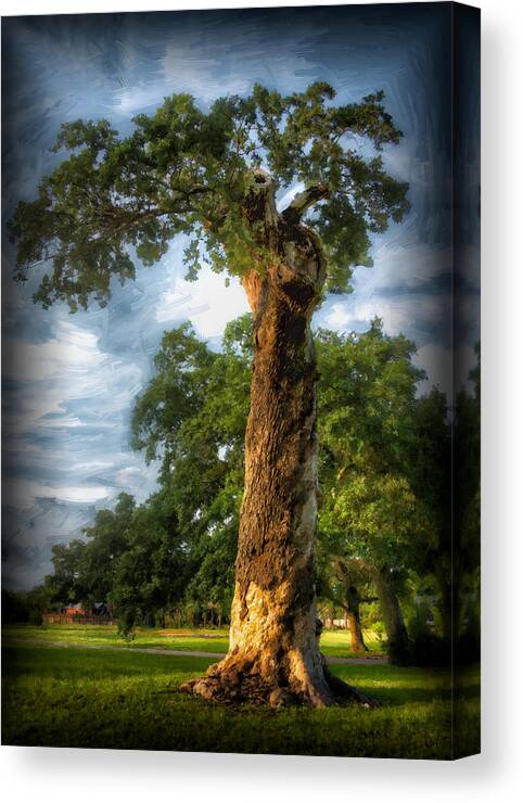 Oak Canvas Print featuring the photograph The Wisdom Tree by Sandra Lynn