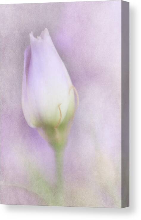 Bud Canvas Print featuring the photograph This Buds for You Too by David and Carol Kelly