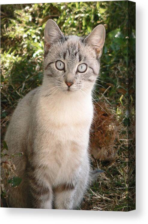 Cat Canvas Print featuring the photograph Those Eyes by Laurel Powell