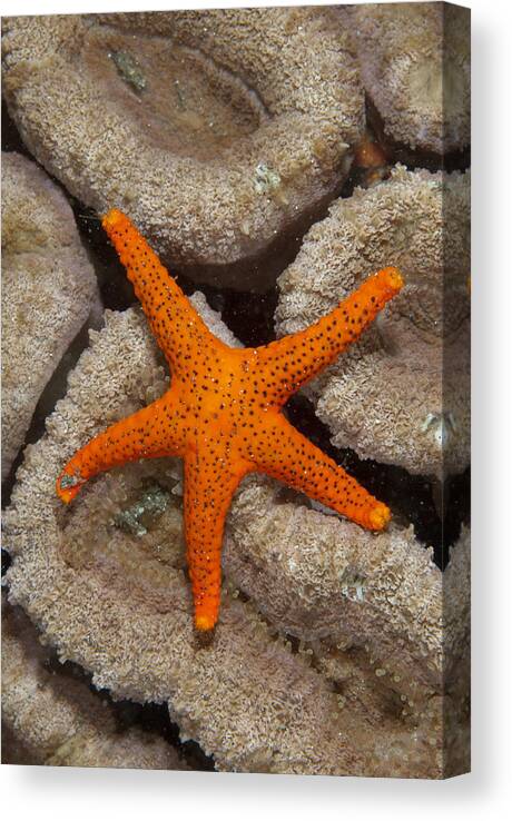 Flpa Canvas Print featuring the photograph Thousand-pores Starfish On Coral by Colin Marshall