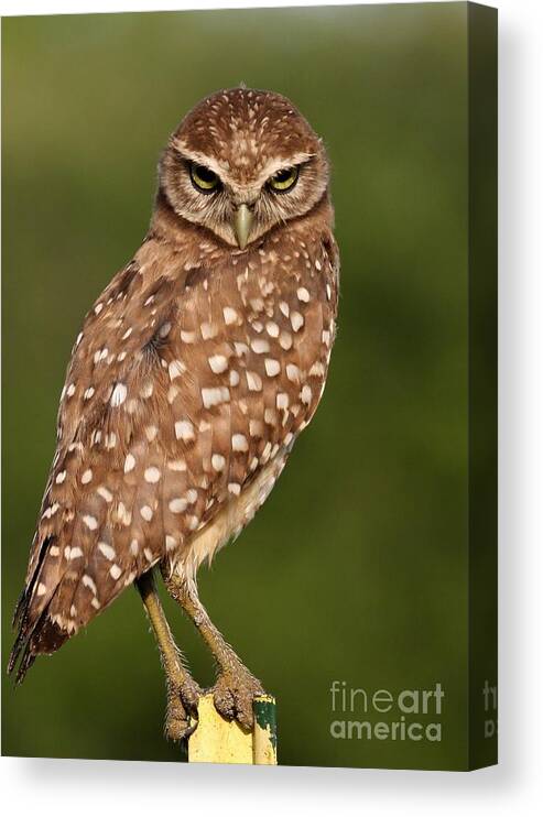 Owl Canvas Print featuring the photograph Tiny Burrowing Owl by Sabrina L Ryan