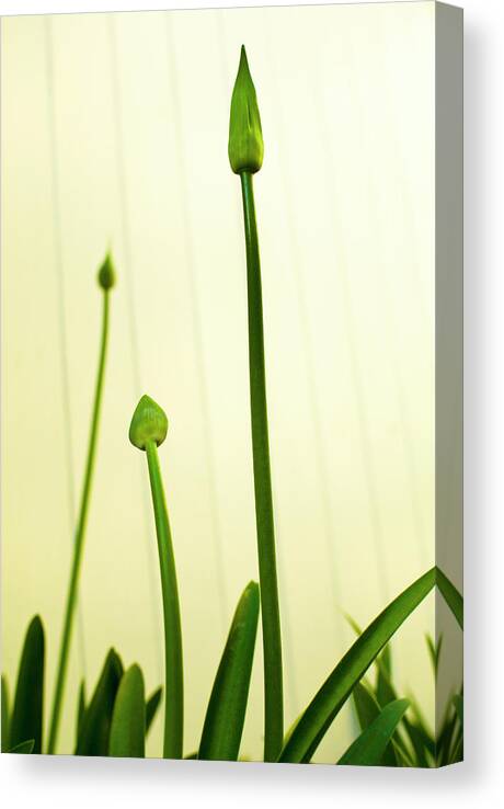 Sharp Canvas Print featuring the photograph Towering Pods by Peter Starman