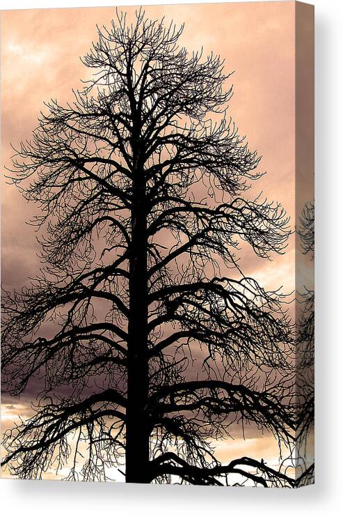 Tree Canvas Print featuring the photograph Tree Silhouette by Laurel Powell