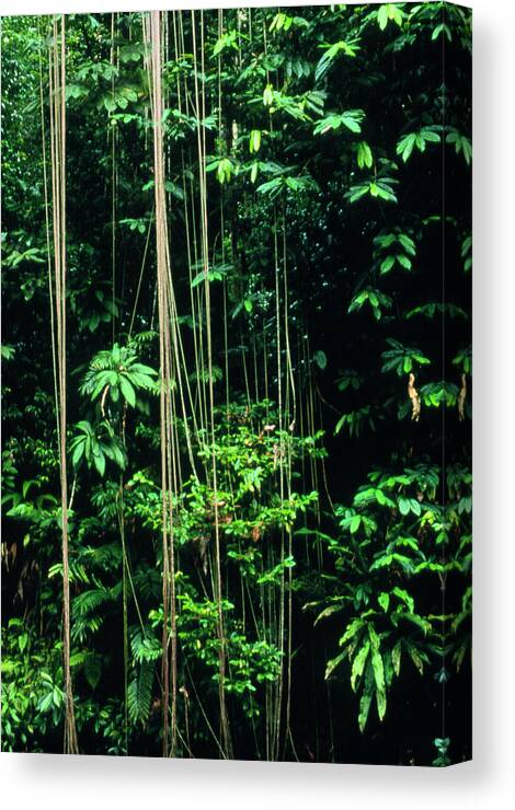 Rainforest Canvas Print featuring the photograph Tropical Rainforest In Costa Rica by William Ervin/science Photo Library