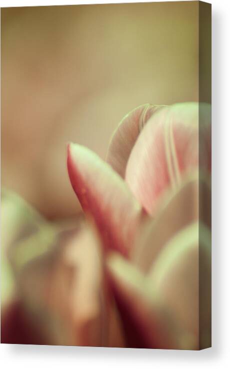 Tulips Canvas Print featuring the photograph Tulip Abstract by Jani Freimann