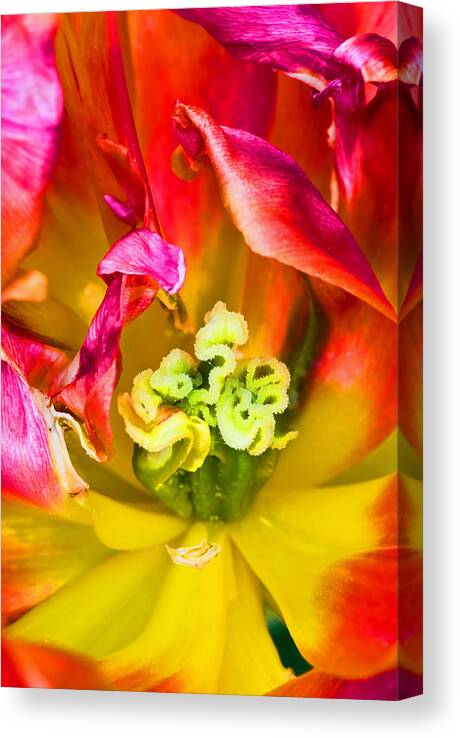 Tulip Flower Close Up Canvas Print featuring the photograph Tulip close up by Pete Hemington