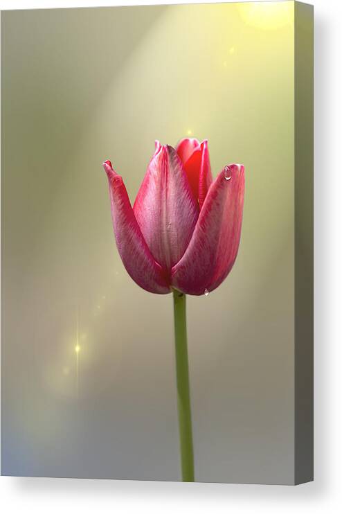 Petals Canvas Print featuring the photograph Tulip Stands Alone by Bill and Linda Tiepelman