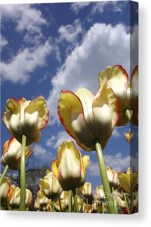 Budding Canvas Print featuring the photograph Tulips and Clouds by Jacqueline Athmann
