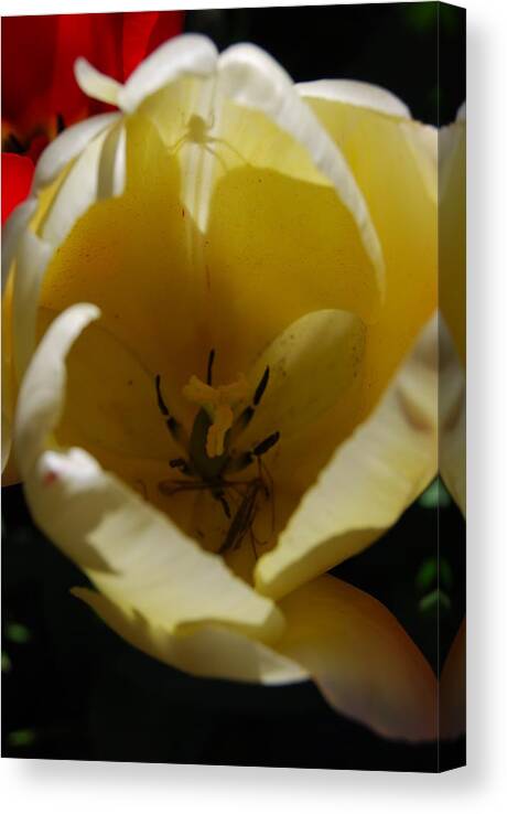 White Tulips Canvas Print featuring the photograph Tulip's Kiss by Jani Freimann