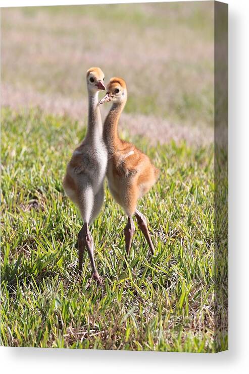 Sandhill Crane Canvas Print featuring the photograph Two Cuties - Sandhill Crane Chicks by Carol Groenen