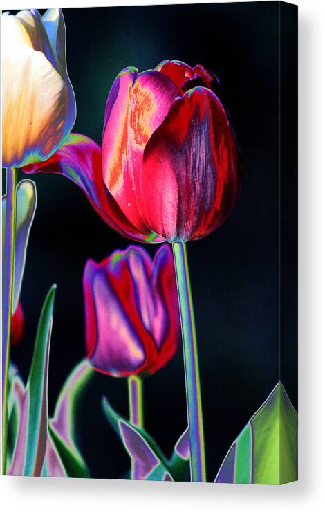 Tulips Canvas Print featuring the digital art Two Lips 4 You by Joseph Coulombe