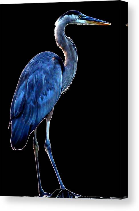 Beach Bum Pics Canvas Print featuring the photograph Ultra Blue - Heron Photo by Billy Beck