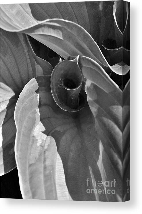 Hosta Canvas Print featuring the photograph Uncoiling Hostas by Kathi Mirto