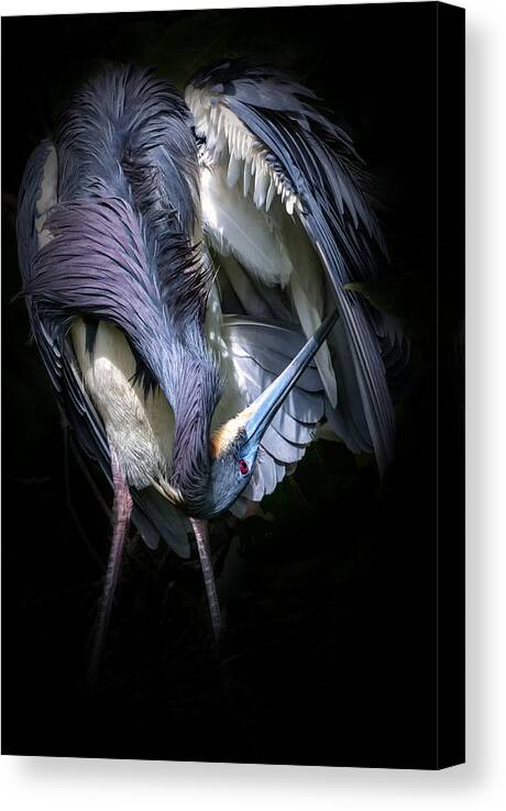 Tricolored Heron Canvas Print featuring the photograph Under the Hood by Ghostwinds Photography