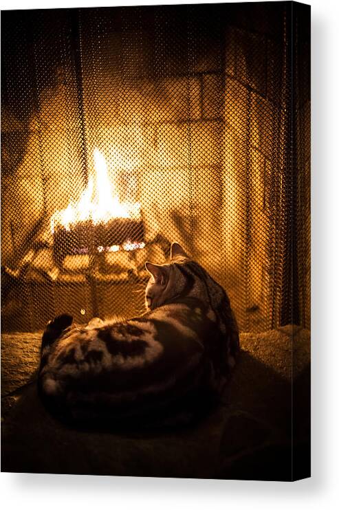 Warm Kitty Canvas Print featuring the photograph Warm Kitty by April Reppucci