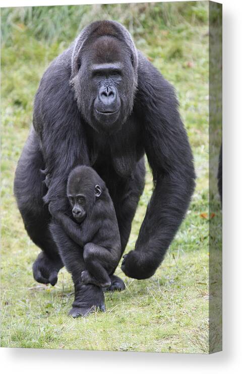 Feb0514 Canvas Print featuring the photograph Western Lowland Gorilla Walking by Duncan Usher
