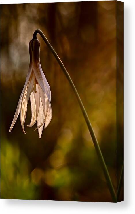 2012 Canvas Print featuring the photograph White Dogtooth Violet by Robert Charity