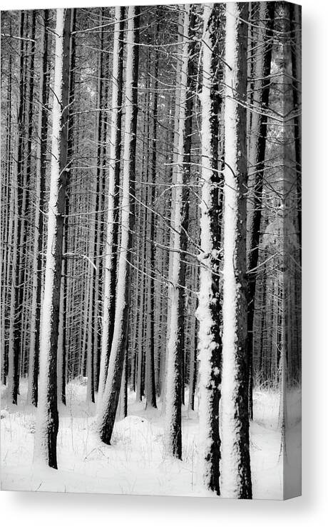 Tranquility Canvas Print featuring the photograph White Forest by Rambynas