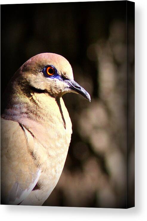 White-winged Dove Canvas Print featuring the photograph White-winged Dove by Travis Truelove