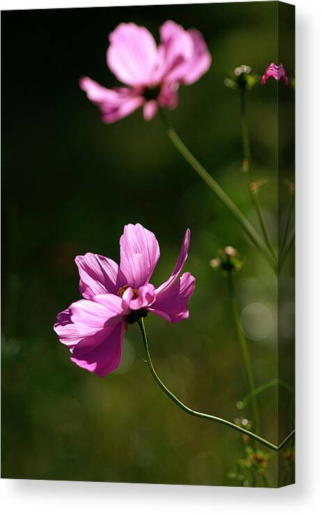 Wild Flowers Canvas Print featuring the photograph Wild Flowers by Judy Salcedo