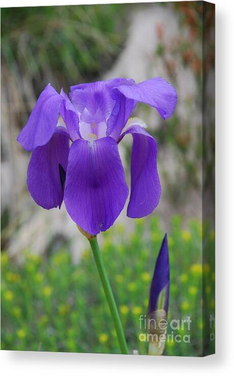 Iris Canvas Print featuring the photograph Wild growing iris Croatia by David Fowler
