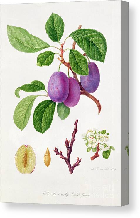 Plums; Plum Blossom; Fruit; Branch; Cross-section; Leaves; Botanical Illustration Canvas Print featuring the painting Wilmot's Early Violet Plum by William Hooker