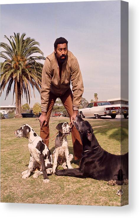 Marvin Newman Canvas Print featuring the photograph Wilt Chamberlain With Dogs by Retro Images Archive