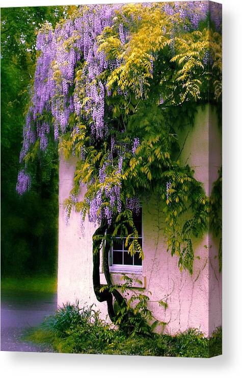 Spring Canvas Print featuring the photograph Wisteria Tree by Jessica Jenney