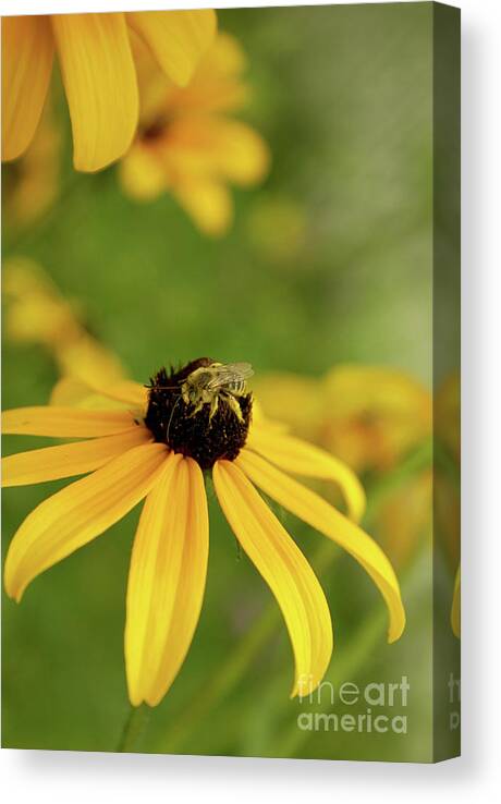 Floral Prints Canvas Print featuring the photograph Yellow Attracts Yellow by Aimelle Ml