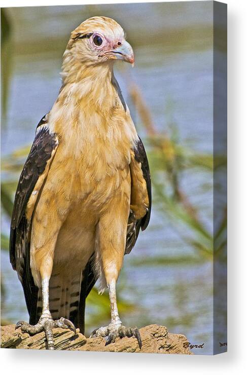 yellow Headed Caracara Canvas Print featuring the photograph Yellow headed Caracara by Christopher Byrd