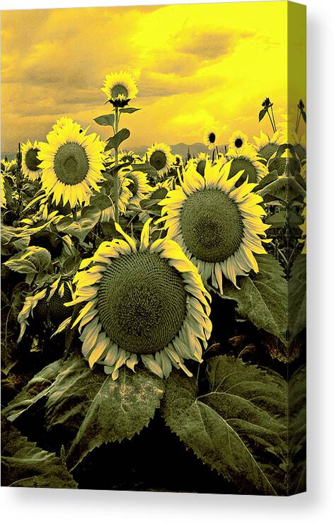 Mixed Media. Mixed Media Photography. Mixed Media Digtal Flowers. Digtal Photography. Abstact Photography. Fine Art Digtal Photography. Digtal Flower Photography. Sunflower Digtal Photography. Mixed Media Sunflower Photography. Summer Sunflowers. Digtal Sunflower Greeting Cards. Sunflower Greeting Cards. Canvas Print featuring the photograph Yellow Sky Yellow Flowers. by James Steele