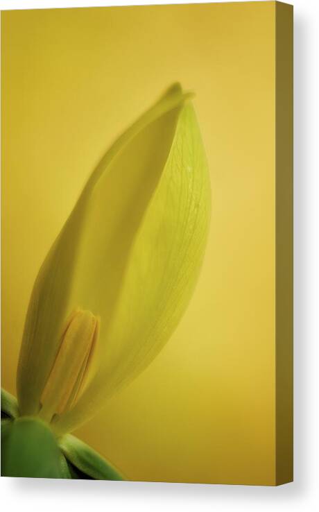 Yellow Canvas Print featuring the photograph Yellow Trillium - Trillium luteum by Photography By Sai