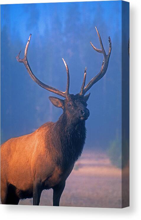 Wildlife Canvas Print featuring the photograph Yellowstone bull elk by Dennis Cox