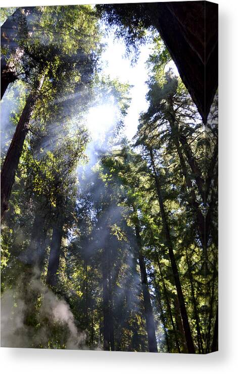 Trees Canvas Print featuring the photograph Breaking Through the Trees II #1 by Matt Hanson