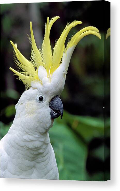 00785496 Canvas Print featuring the photograph Sulphur-crested Cockatoo Cacatua by Thomas Marent