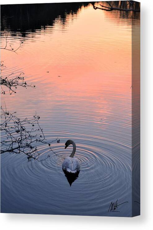  Canvas Print featuring the photograph Swan Sunset #1 by Mark Valentine