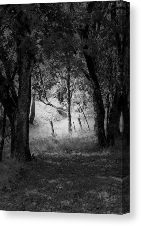 Landscape Canvas Print featuring the photograph Through the Trees #1 by Kathleen Grace