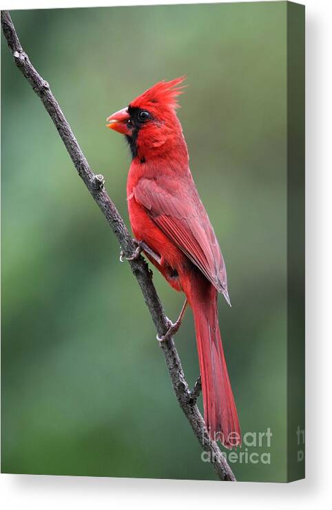 Nature Canvas Print featuring the photograph Northern Cardinal #138 by Jack R Brock