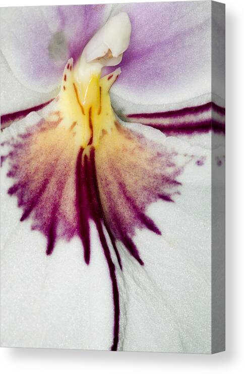 Orchid Canvas Print featuring the photograph Exotic Orchid Flowers of C Ribet #17 by C Ribet
