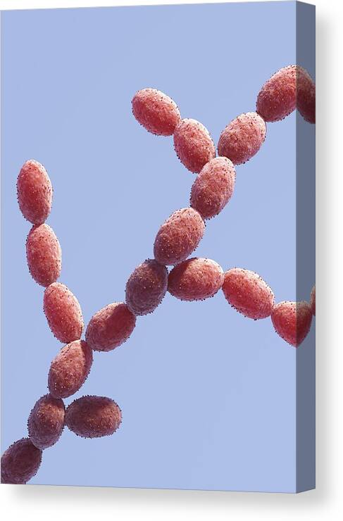 Candida Sp. Canvas Print featuring the photograph Candida Fungus, Artwork #2 by David Mack