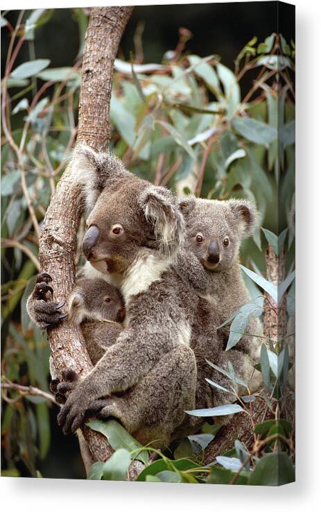 Mp Canvas Print featuring the photograph Koala Phascolarctos Cinereus Mother #2 by Gerry Ellis