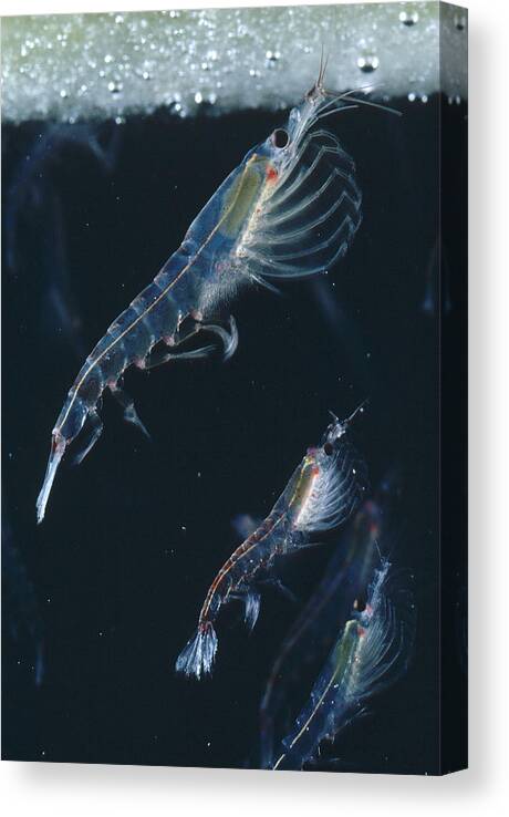 00082668 Canvas Print featuring the photograph Krill Antarctica #4 by Flip Nicklin