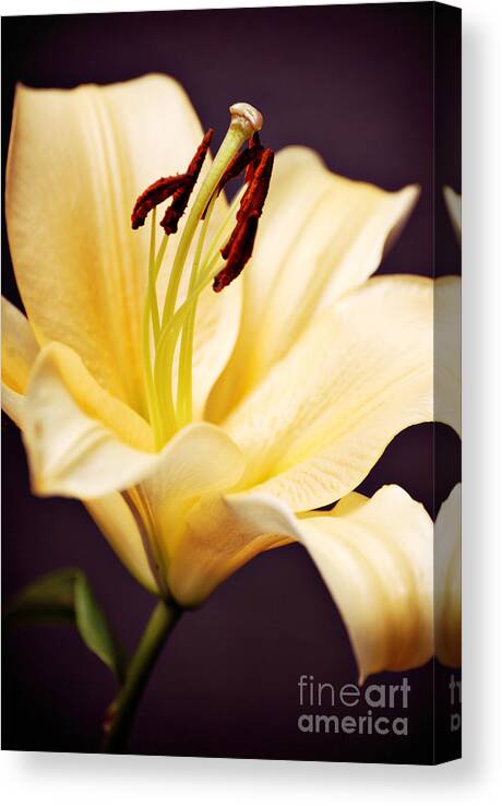 Lily Canvas Print featuring the photograph Lily #7 by HD Connelly