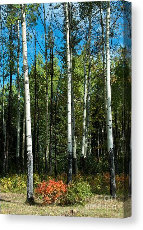 Canadian Rockies Canvas Print featuring the photograph A Touch of Autumn by Bob and Nancy Kendrick